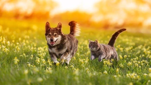 狗 猫 动物 宠物 生物 505007671