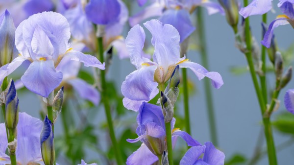 花 植物 鳶尾 862387004