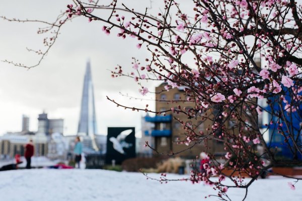 來報滿庭芳，寒梅沐雪霜。