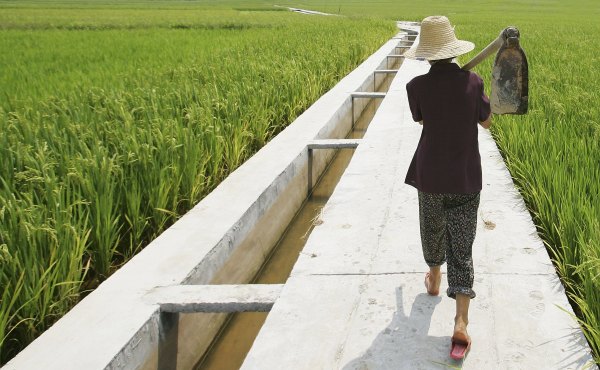 2006年6月20日，中國某地農民在雜交水稻種植田裡勞作。