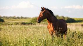 馬開口說話竟是親人轉世(圖)