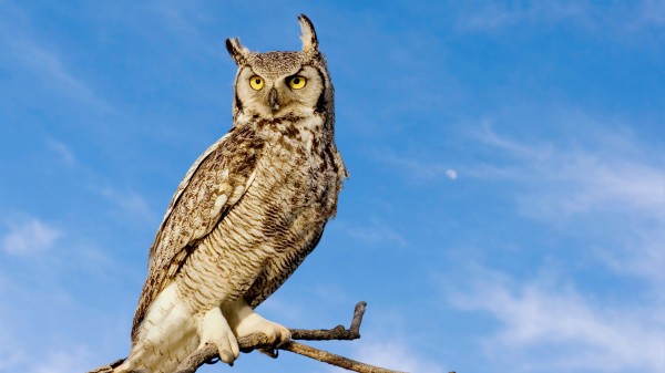 貓頭鷹 動物 鳥類 生物 776956