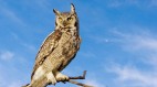 英美都出現貓頭鷹人的目擊事件(圖)