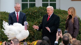 感恩節將至川普特赦幸運火雞「咕咕叫」和「搖擺走」(圖)