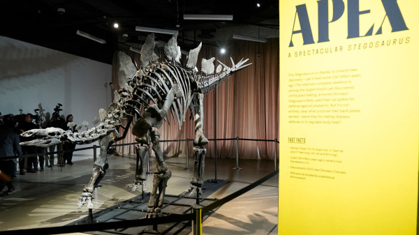 2024年12月5日,在纽约美国自然史博物馆,一具名为“Apex”的剑龙化石。亿万富翁肯尼斯.C.格里芬以4,460万美元的价格购得这具剑龙化石,并藉给博物馆四年。