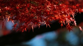 傳日本暫停對絕大多數中國人發放簽證系統維護背後的現實考量(圖)