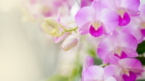 兰香千载从花草看中国文化的根(图)