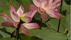 煮粥时加“它”越来越多老人不痴呆(图)