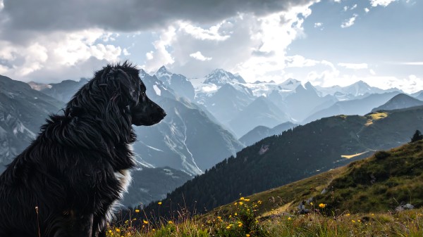 自然 山 狗 1815442215