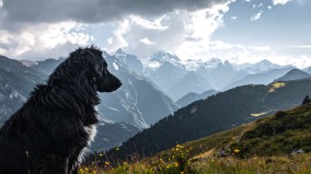 死后每夜显灵守护阿巴拉契亚山口的黑狗(图)