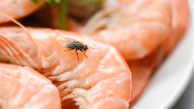 白紙寫「68」蒼蠅會嚇飛3招驅蠅人看傻眼(圖)