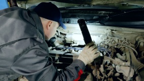 從天而降的意外車內被牠塞滿「榛果」(圖)