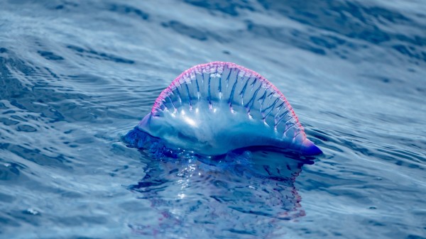 葡萄牙戰艦 僧帽水母 生物 206630599