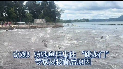 2025年6月1日，雲南昆明滇池突現魚群「跳龍門」