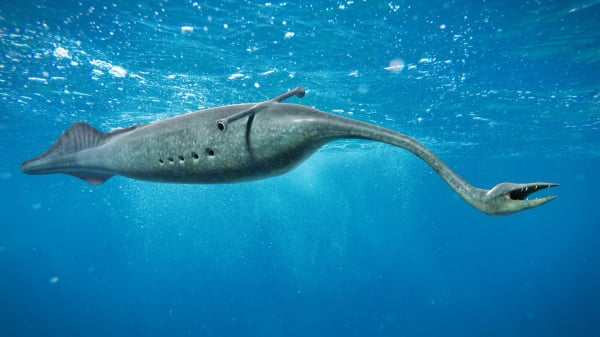 塔利怪獸 物種 生物 海洋 176596456
