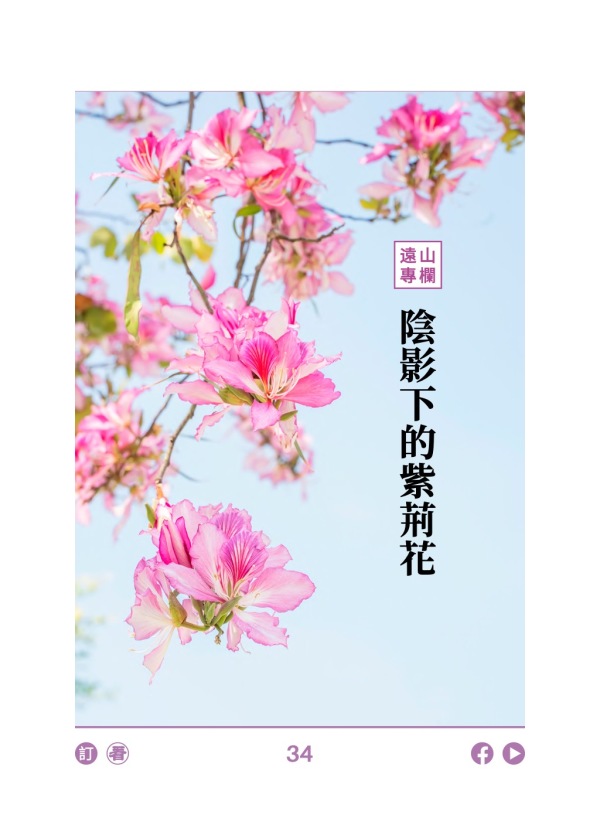 【远山专栏】阴影下的紫荆花