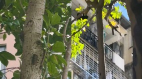 上海鬧蟬災蟬兒氾濫尿如雨下(組圖)