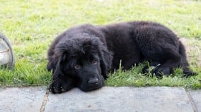 都柏林的幽灵逸闻忠犬与图书馆灵魂(图)