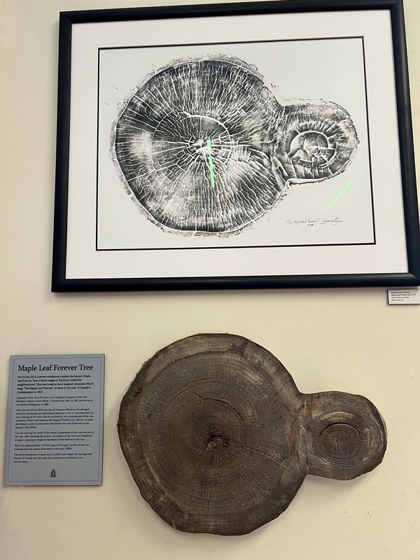 加拿大代國歌《永遠的楓葉》的作者得到啟示的那棵楓樹的截面