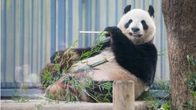 大熊貓「淚別」東京粉絲不舍熊貓外交暫停(組圖)