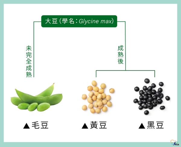 毛豆、黃豆、黑豆示意圖。（圖片來源：藥物食品安全週報） 