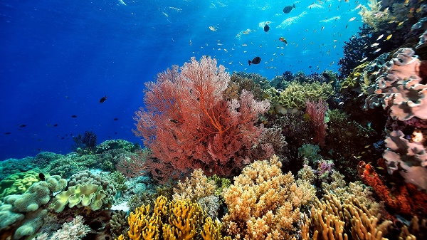 AdobeStock_444355340 ScubaDiver