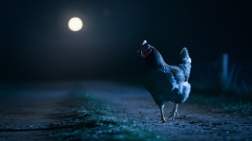 墨西哥怪物夜袭鸡舍矮小人形生物出没华雷斯山谷(图)