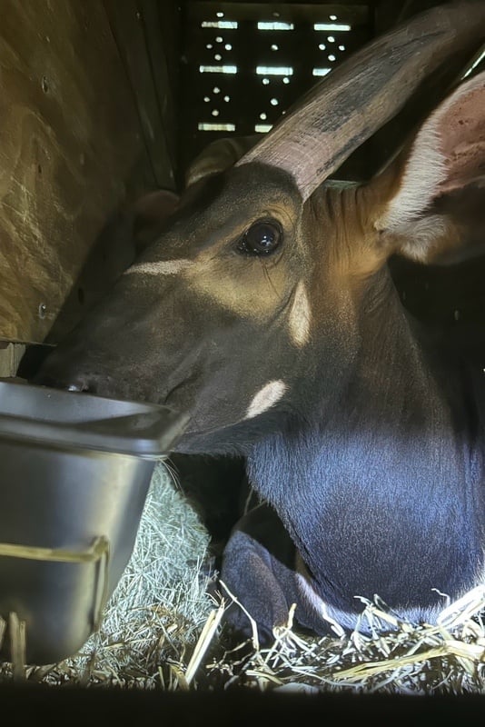 美國休士頓動物園割愛一隻雄性斑哥條紋羚Harris,在長榮航空運送下於27日深夜抵台,雄性斑哥條紋羚在運送箱籠內狀況穩定。