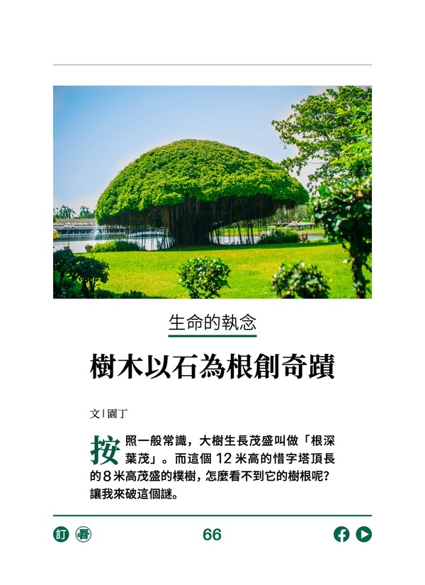 生命的執念——樹木以石為根創奇蹟