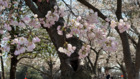 華府地區賞櫻秘境(圖)