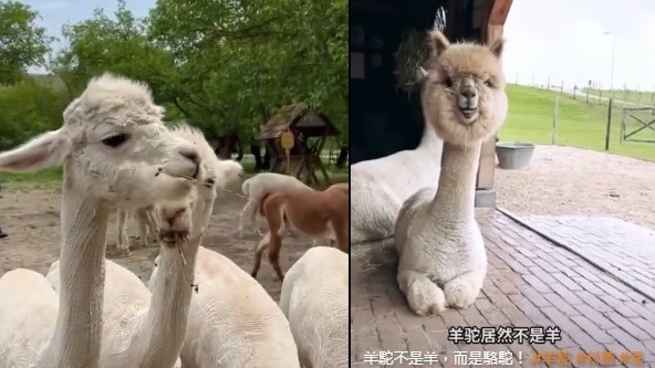 羊驼。(图片来源:视频撷图)