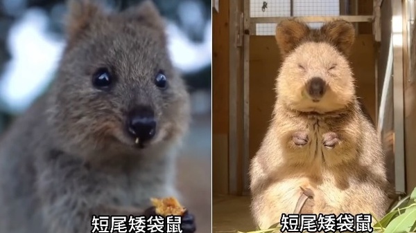短尾矮袋鼠。(图片来源:视频撷图)