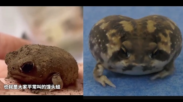 馒头蛙。(图片来源:视频撷图)