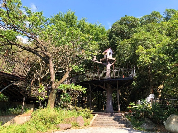 虎頭山 奧爾森林學堂 樹 森林