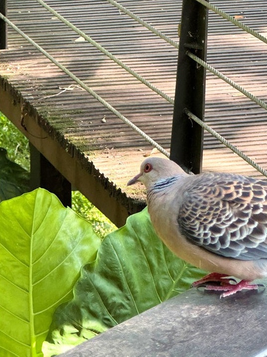 虎頭山 奧爾森林學堂 鴿子 木棧道 鳥