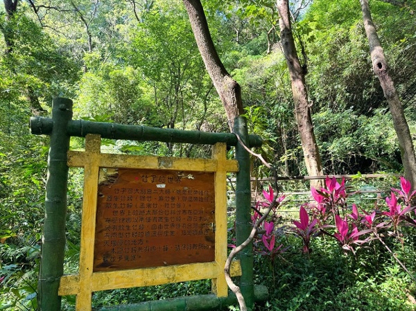 虎頭山 奧爾森林學堂 樹 森林 竹園