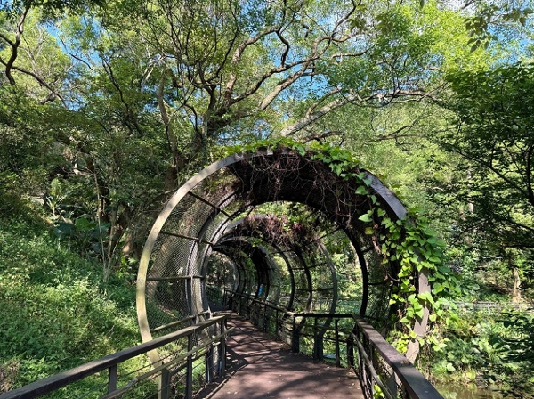 虎頭山 全齡友善步道 樹 森林 毛毛蟲花廊隧道