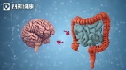 大脑与肠道:被忽视的双向高速公路一个循环正在毁掉你(视频)