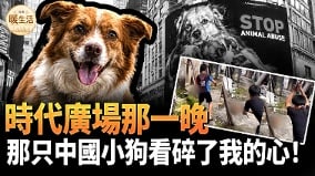 时代广场那一晚那只中国小狗看碎了我的心(视频)