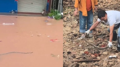 廣西發生洪災,養蛇場被洪水沖毀,近千條蛇流入村莊,有村民被毒蛇咬死。