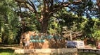 桃園人的後花園:虎頭山公園踏青趣(組圖)