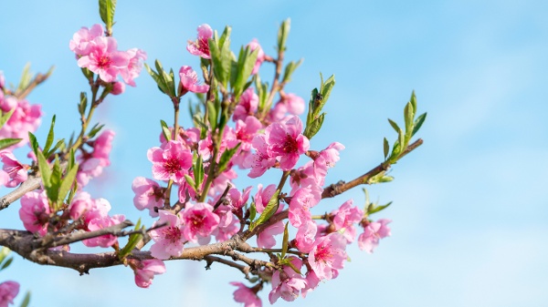 桃花