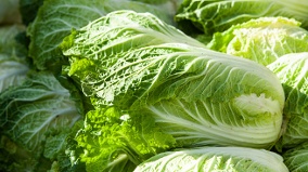 甲醛白菜一毒14年(圖)
