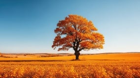 923“秋分”到留意养生妙方与禁忌(图)