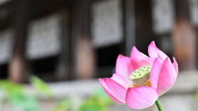 日本为什么干净有秩序答案或藏在这座千年古寺(图)