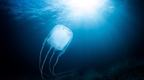 深海拍到神秘生物科學家也說不出牠是什麼(圖)