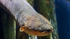 足以電死鰐魚它是亞馬遜河真正的霸主(圖)