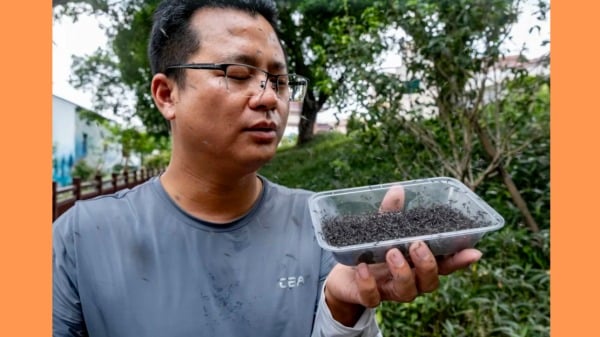 「以蚊治蚊」團隊研究員甘任賢在峽石村釋放絕育雄蚊。