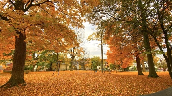 不见草地、只见枫叶铺成的花毯。