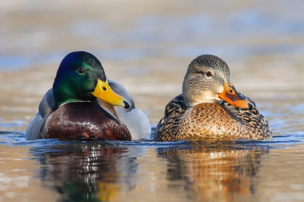 天南海北話鴨子老哈利趣談「duck」幾多含義(組圖)